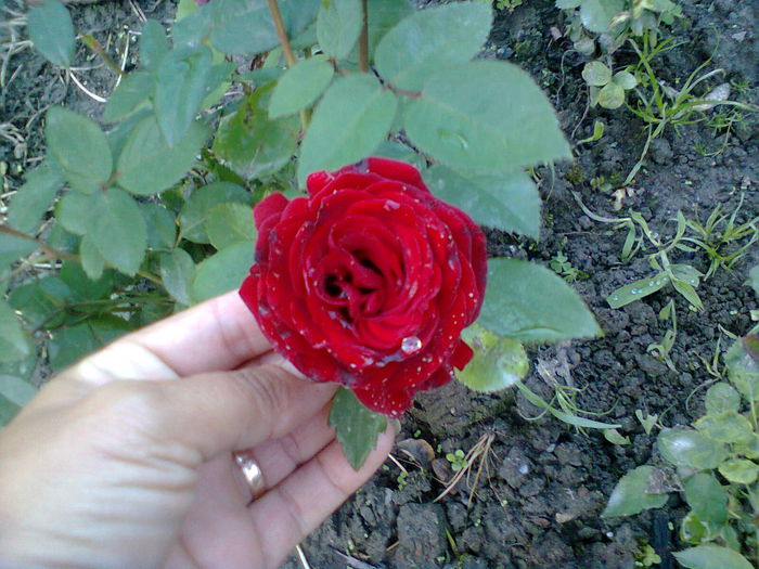 Photo0328 - trandafiri