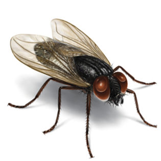 》 *vine si il bazaie*