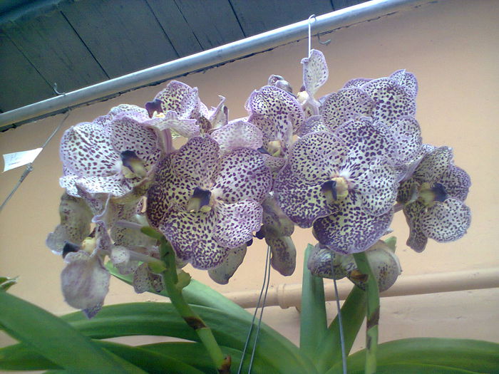 Photo0303 - Vanda Doini