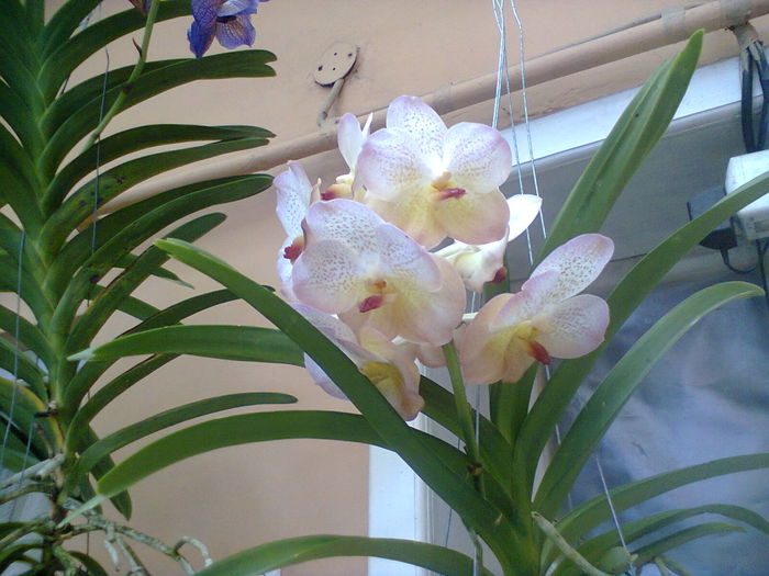 Photo0304 - Vanda Doini