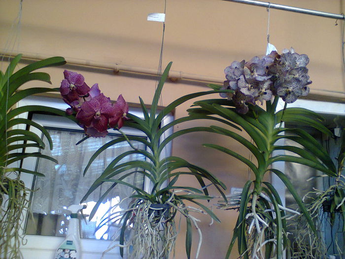 Photo0306 - Vanda Doini