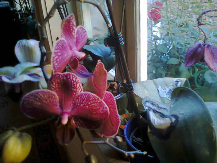 Photo0312 - orhidee