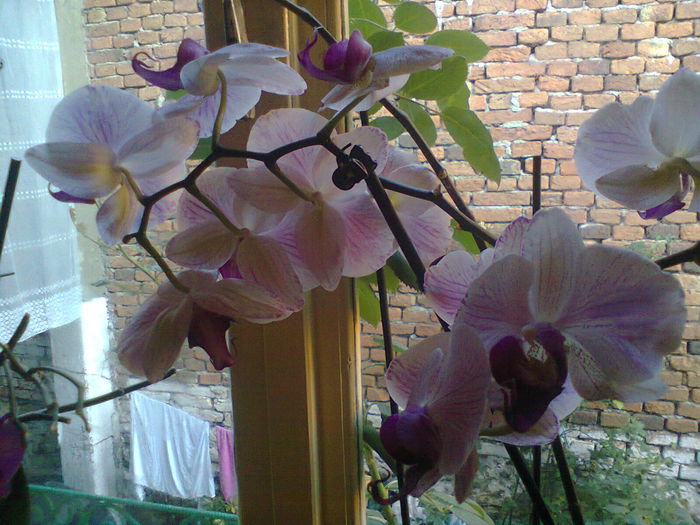 Photo0314 - orhidee