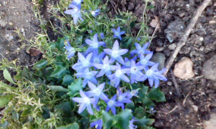 IMG_20150802_191152[1] - CAMPANULA