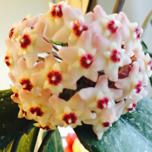 image - Hoya Carnosa