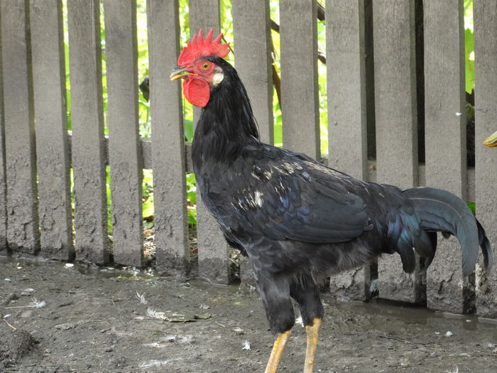 DSC01325 - Italiana Orange-Duckwing