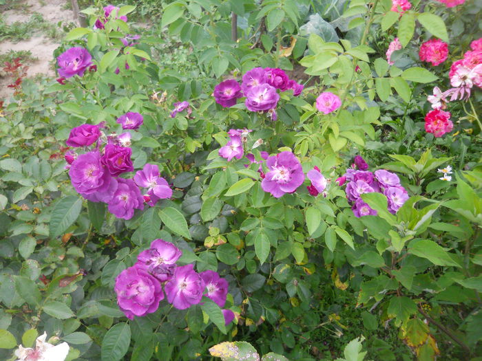 Rhapsody in Blue