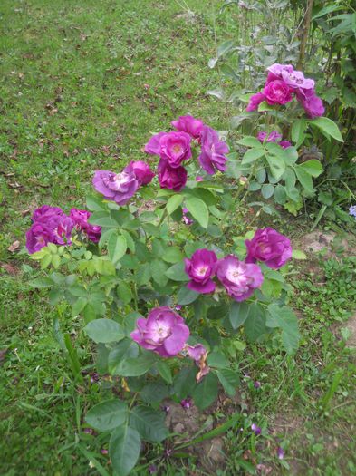 Rhapsody in Blue