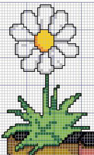 margarida
