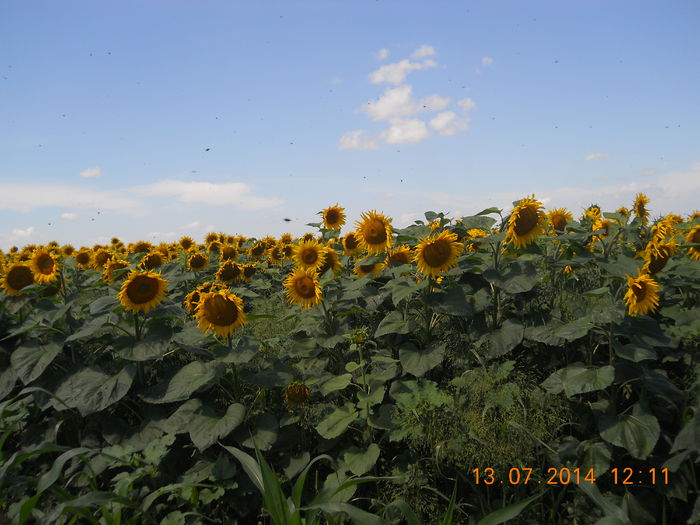Picture 1727 - 30 Pastoral floarea-soarelui 2014