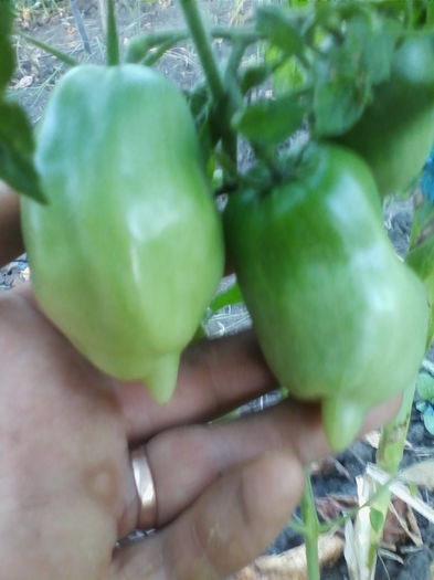 rosii banana-galben-orange - a-a GRADINA DE LEGUME-2014