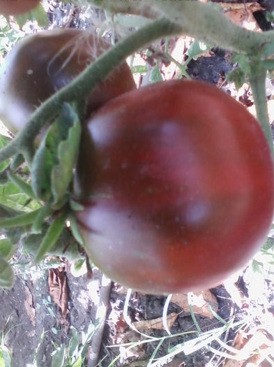 rosii negre mari