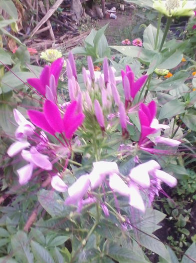 cleome