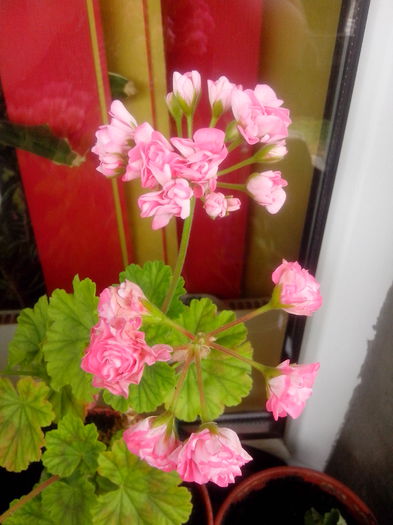 IMG_20140728_114140 - FLORI 2014