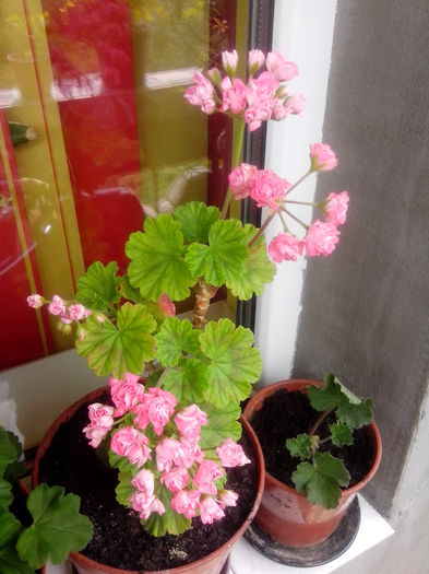 IMG_20140728_114145 - FLORI 2014