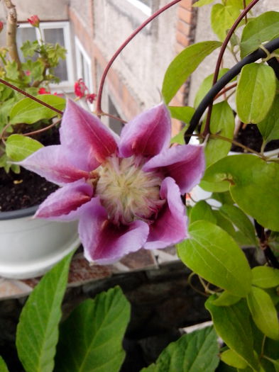 IMG_20140731_150005 - FLORI 2014