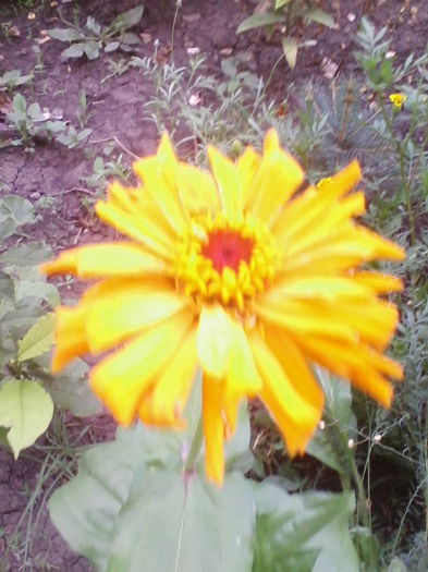 carciumarese - a-a VARA-FLORI-2014