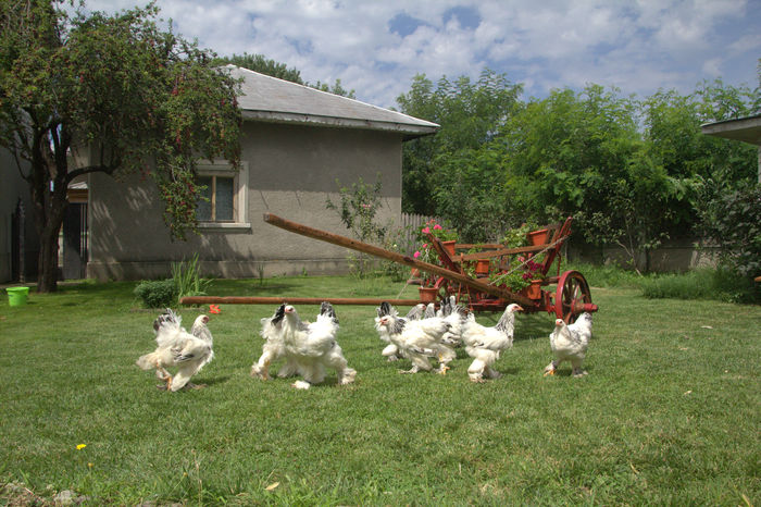 brahma HD - 4luni (3)