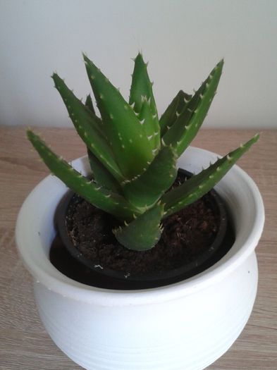 Aloe? - Detin