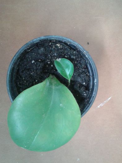 Peperomia - Detin