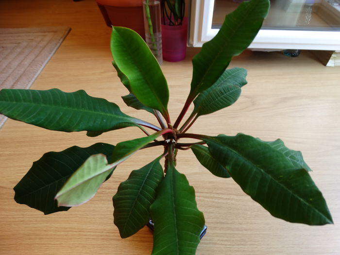 DSC00958 - Euphorbia leuconeura