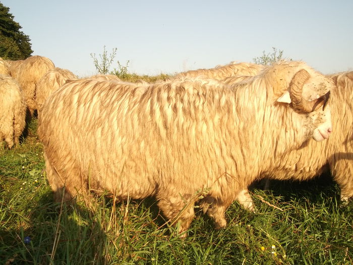 video 014 - Berbeci 2o14-2015