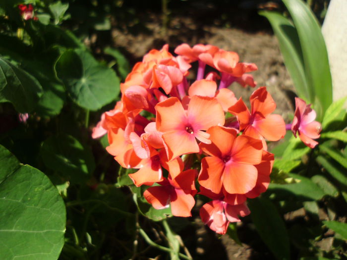 flox orange - Plante la gramada