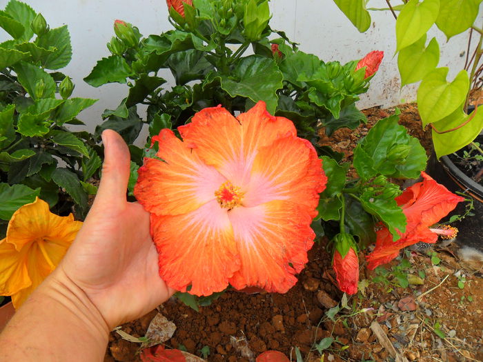 hibiscus