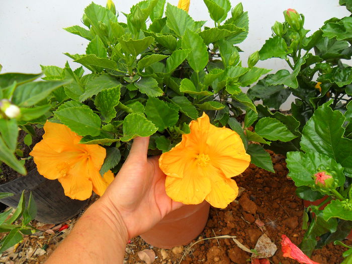 hibiscus