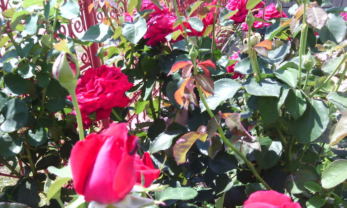 IMG_20140803_120317