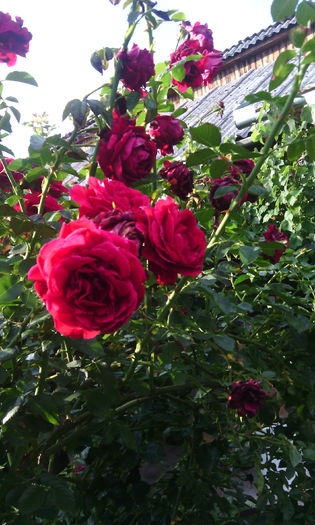IMG_20140802_183513