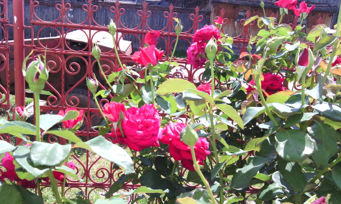 IMG_20140803_120224