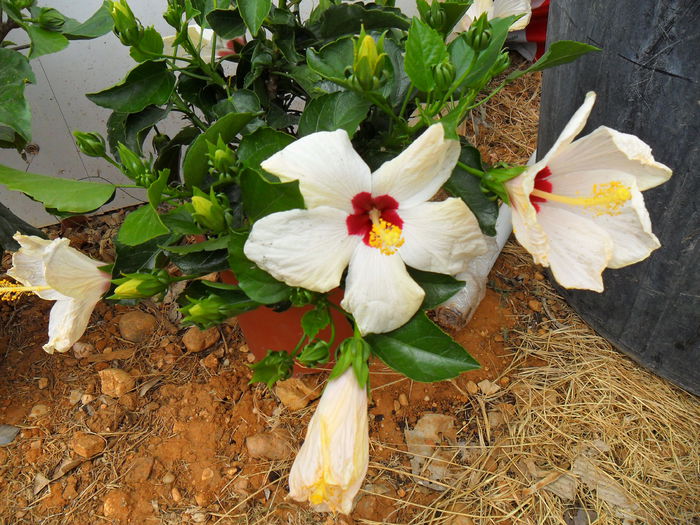hibiscus
