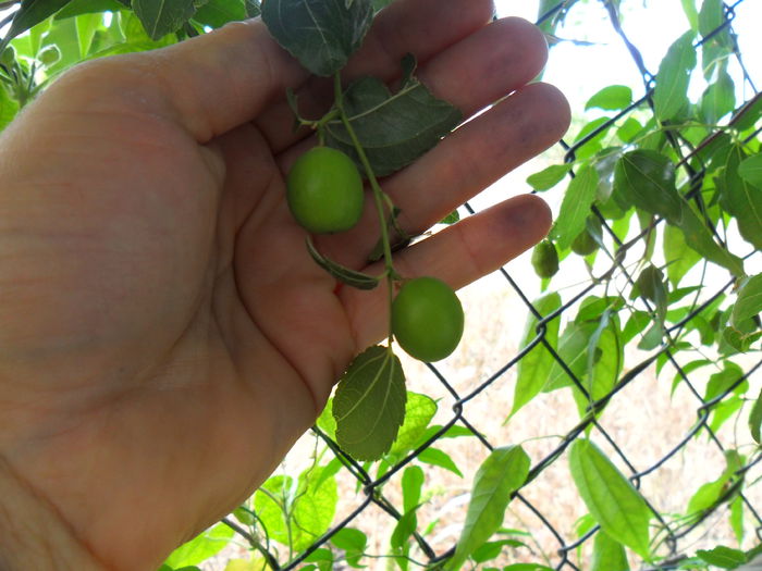 jujube