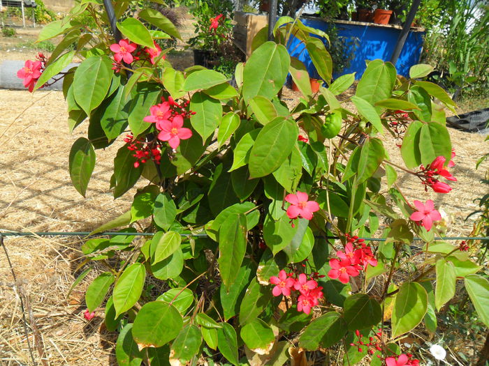 jatropha