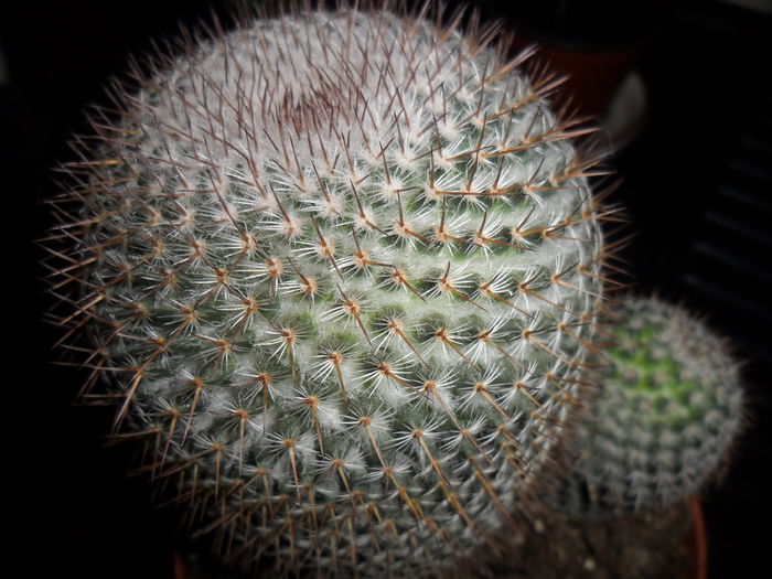 cactus vanzare