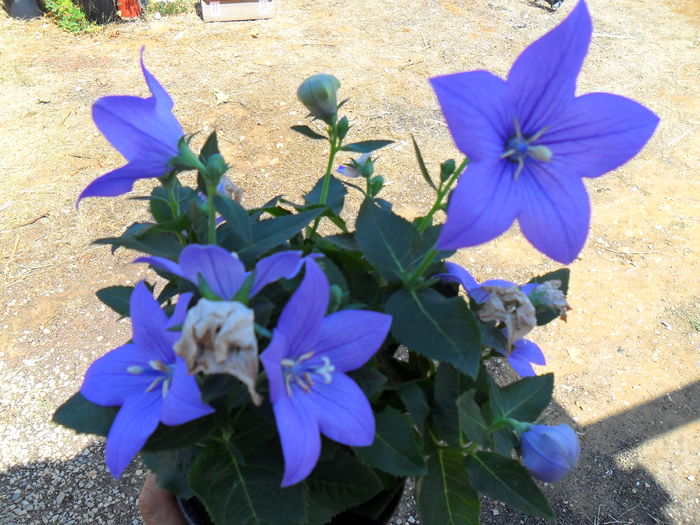 platycodon
