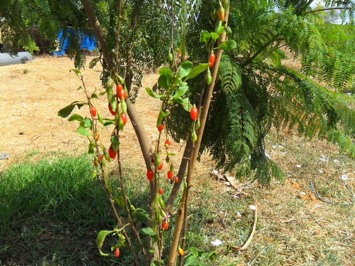 goji