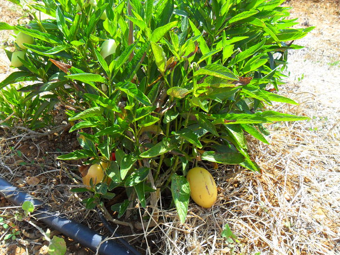 solanum muricatum fruct