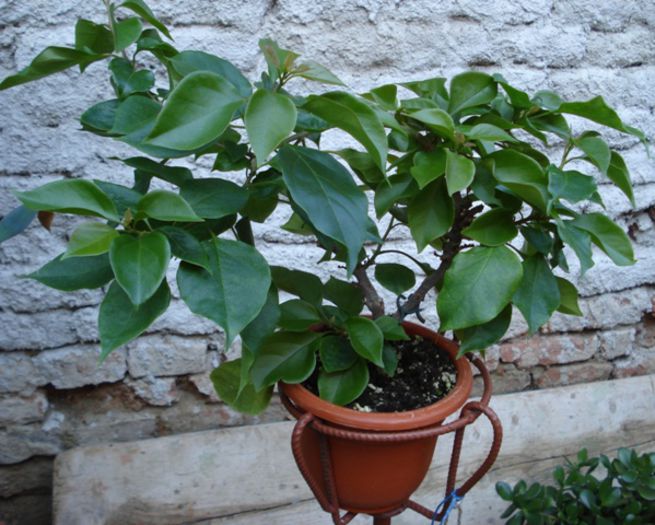 veterana - bougainvillea