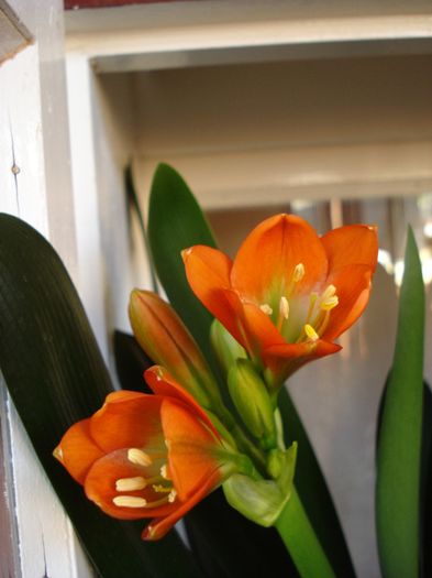 august 2014 (2) - clivia in 2014