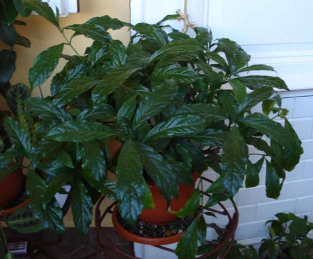 dupa alta tundere- inceput de august 2014, planta mama - clerodendron wallichii - prospero