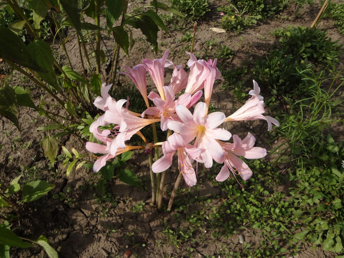 DSC00026 - Bulboase
