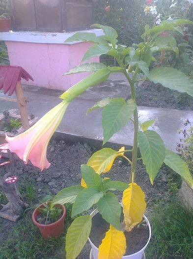 Fotografie0679 - brugmansia de la dl hapy