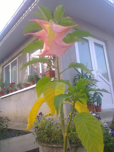 Fotografie0680 - brugmansia de la dl hapy