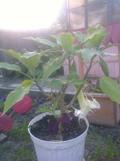 Fotografie0681 - brugmansia de la dl hapy