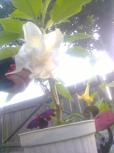 Fotografie0683 - brugmansia de la dl hapy