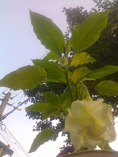 Fotografie0686 - brugmansia de la dl hapy