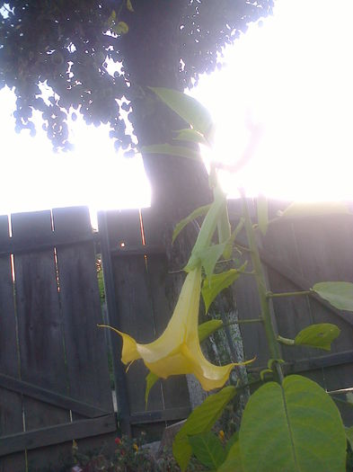 Fotografie0687 - brugmansia de la dl hapy