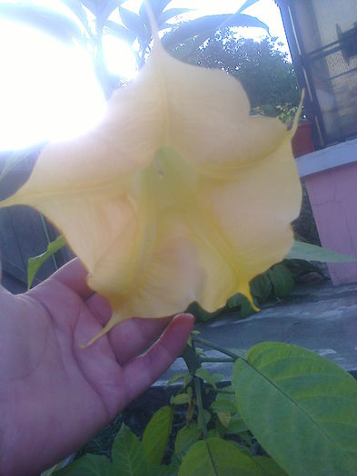 Fotografie0690 - brugmansia de la dl hapy